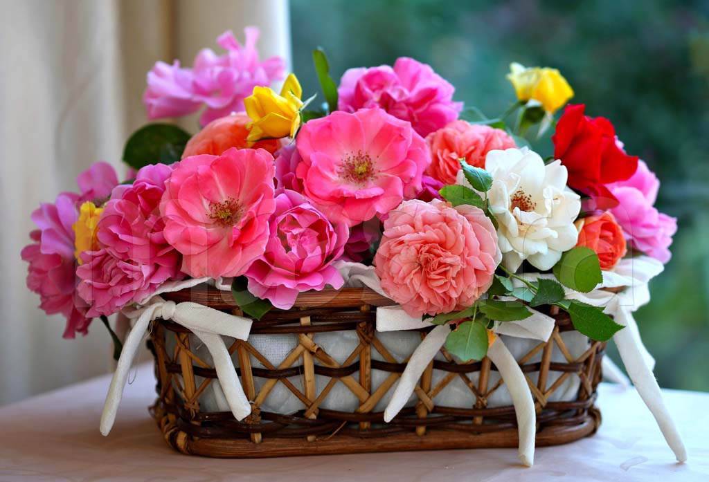 Фотообои Розовые цветы в корзине