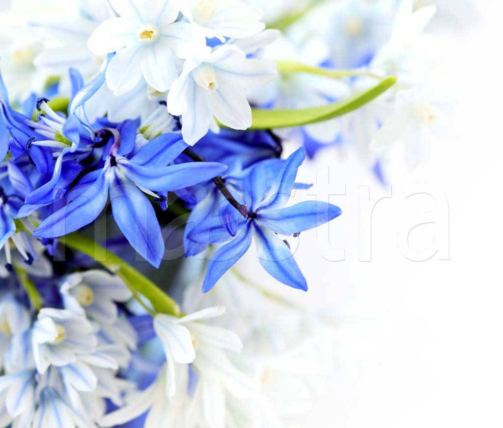 Фотообои Синие цветы на стену